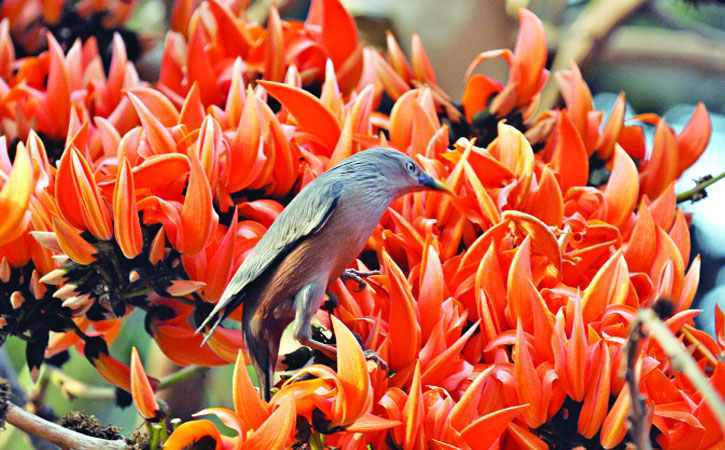 আজ পহেলা বসন্ত